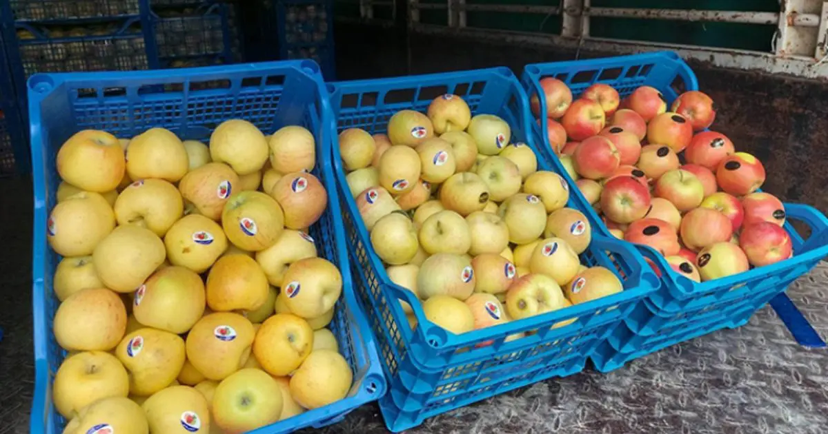 Son prix passe sous la barre des 200 DA/kg : récolte exceptionnelle de pommes dans cette wilaya