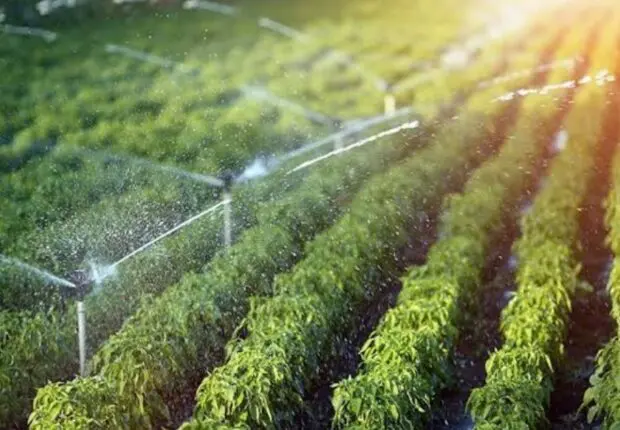 Agriculture : 15 entreprises italiennes attendues à Alger fin septembre pour moderniser le secteur