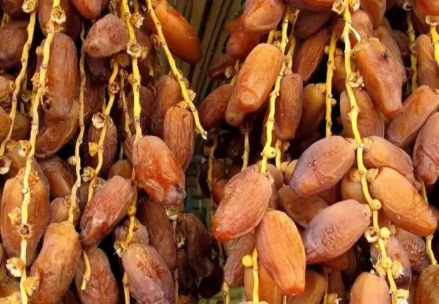 Exportations de dattes : l&rsquo;Algérie leader africain avec 185 000 tonnes