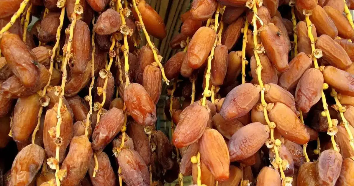 Exportations de dattes : l’Algérie leader africain avec 185 000 tonnes