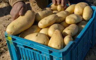 Himayatec alerte sur des pommes de terre potentiellement toxiques : voici comment les repérer