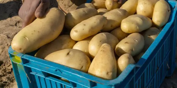 Himayatec alerte sur des pommes de terre potentiellement toxiques : voici comment les repérer