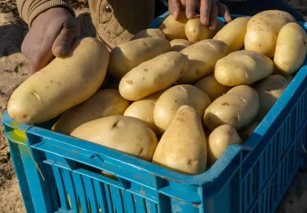 Himayatec alerte sur des pommes de terre potentiellement toxiques : voici comment les repérer