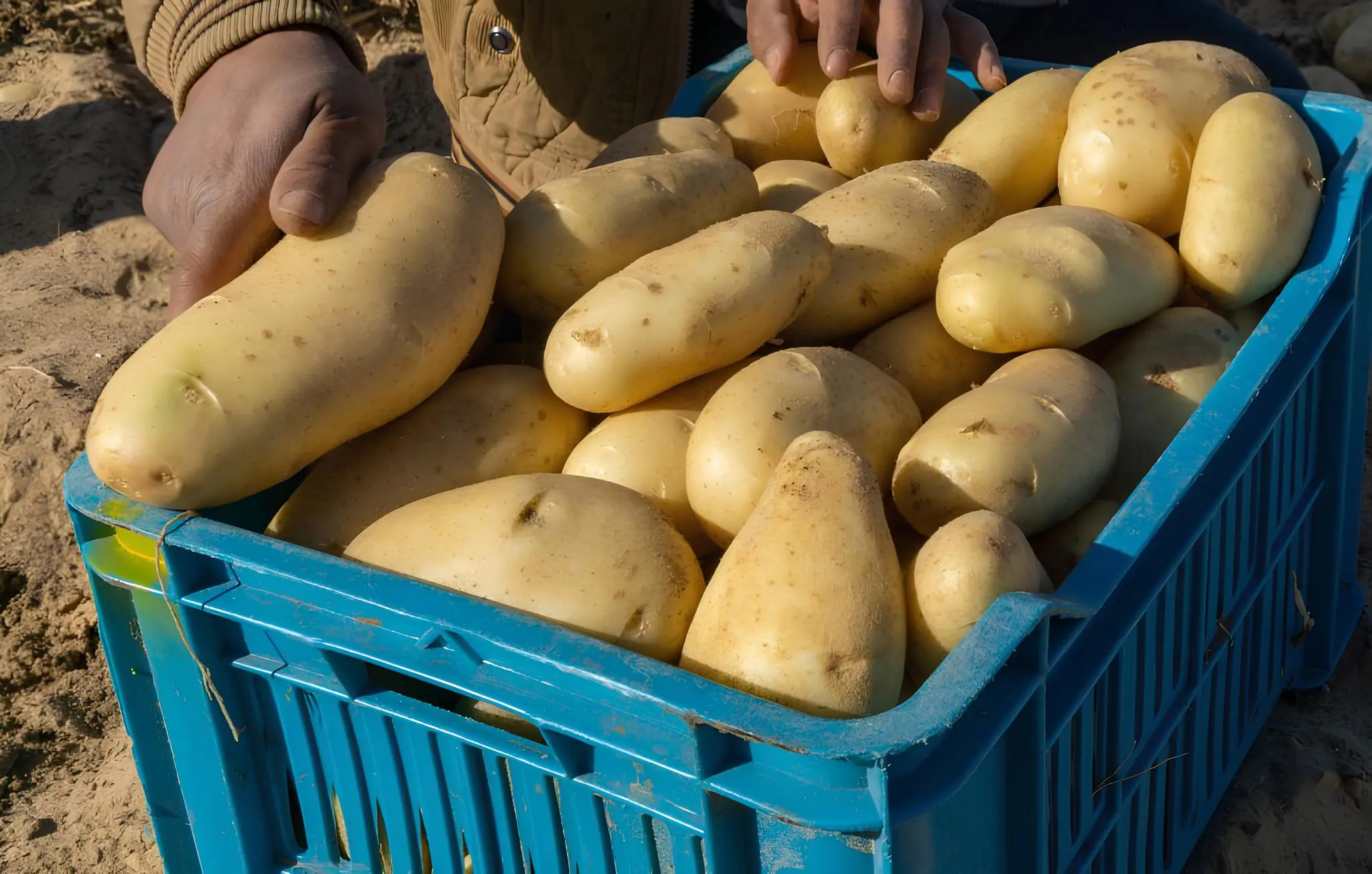 Himayatec alerte sur des pommes de terre potentiellement toxiques : voici comment les repérer