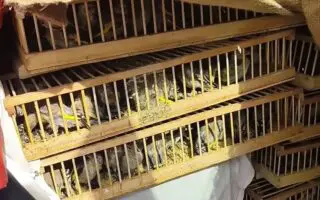 Alicante : 1 500 chardonnerets entassés dans une voiture, un trafic vers l’Algérie démantelé