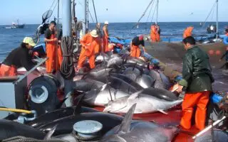 Pêche au thon rouge : l’Algérie durcit les règles avec des caméras 3D et une traçabilité électronique