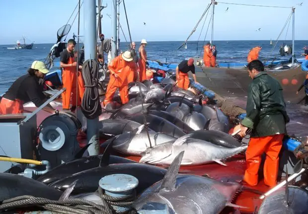 Pêche au thon rouge : l&rsquo;Algérie durcit les règles avec des caméras 3D et une traçabilité électronique