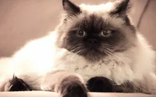Insolite : la Belgique menace d’expulser un chaton vers l’Algérie