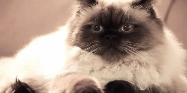 Insolite : la Belgique menace d’expulser un chaton vers l’Algérie