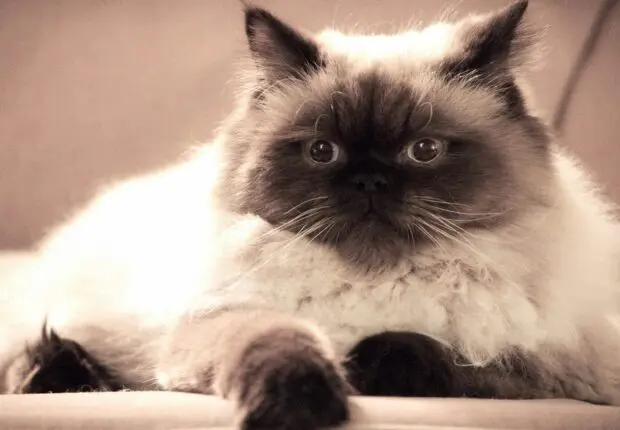 Insolite : la Belgique menace d’expulser un chaton vers l’Algérie