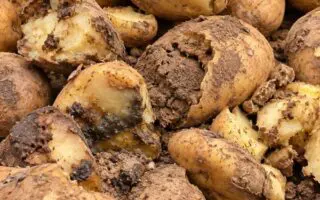 Pomme de terre plafonnée à 90 DA : Himayatec dénonce des produits « impropres à la consommation »