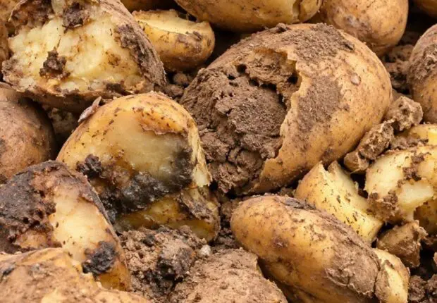 Pomme de terre plafonnée à 90 DA : Himayatec dénonce des produits « impropres à la consommation »