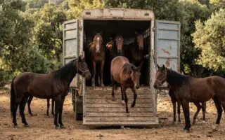 4 personnes arrêtées pour le vol de chevaux, que sait-on de cette affaire ?