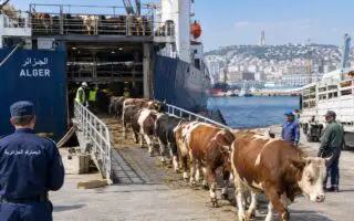 Suspension d&rsquo;importation de bovin : la DGSV clarifie sa décision