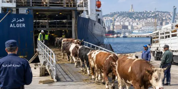 Suspension d&rsquo;importation de bovin : la DGSV clarifie sa décision