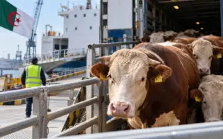 L&rsquo;Algérie suspend l&rsquo;importation de bovins sur pied : quel impact sur le prix de la viande ?