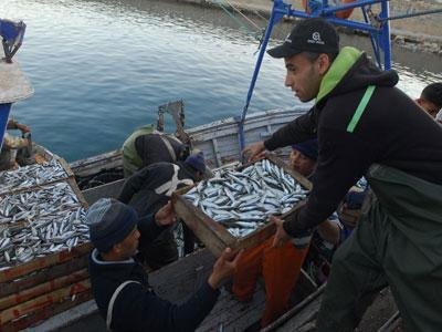 Algérie : Les ressources halieutiques se tarissent
