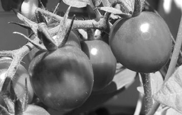 Toute une industrie paralysée à Annaba