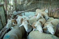 A quatre jours de l’Aïd Le mouton : Un marché florissant