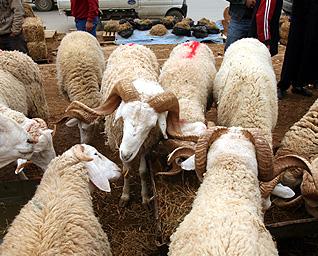 A trois semaines de l’Aïd El Adha Les marchés à bestiaux s’affolent