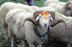 L’Aïd : entre pénurie de transport, d’égorgeurs de mouton et de pain