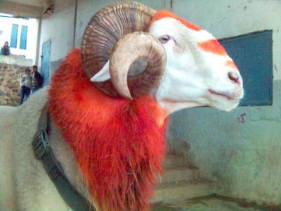 L’Aïd vendredi, le casse-tête du mouton