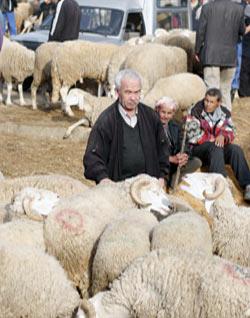Mouton de l&rsquo;Aïd El Adha : Les endroits de vente anarchique, interdit