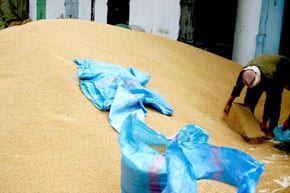 Plus de 10 000 tonnes de blé tendre impropre à la consommation saisies