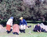 Catastrophique : la production oléicole ne dépassera pas les 200 000 q cette année