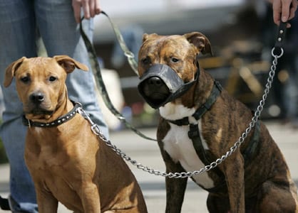 Des enfants de dix ans sillonnant la voie publique  avec des chiens dangereux