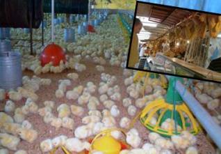 Hausse du prix du poulet : La cherté de l’aliment en cause