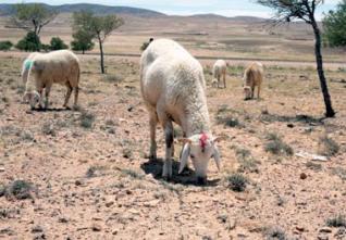 L’ Algerie face aux changement climatiques