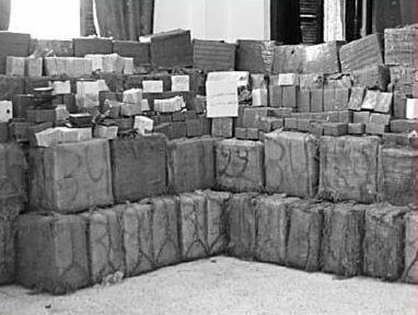 Maghnia : Six quintaux de kif traité saisis