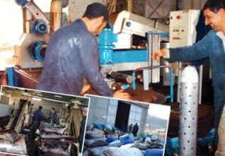 Production de l’huile d’olive à Jijel