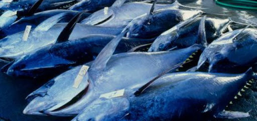 Annaba : Le procès du thon rouge s’ouvre aujourd’hui