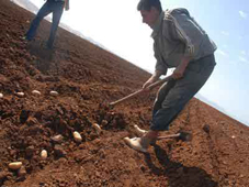 Boumerdes, Production de pomme de terre 30 mille tonnes de prime saison prévues