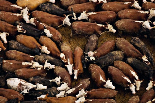 [Étude] : Réduire la consommation de la viande ne diminuera pas le réchauffement climatique