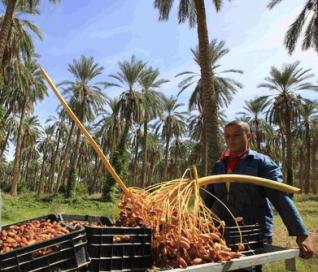 L’Algérie, 2ème producteur mondial et 28ème exportateur