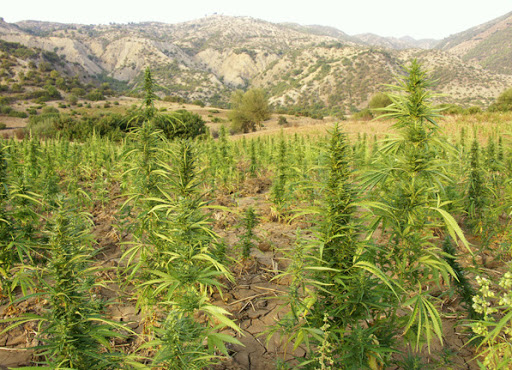 Le Maroc demeure l&rsquo;un des plus importants producteurs de cannabis au monde