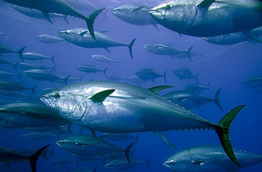 Les étrangers exclus de la pêche du thon rouge au large des côtes algériennes