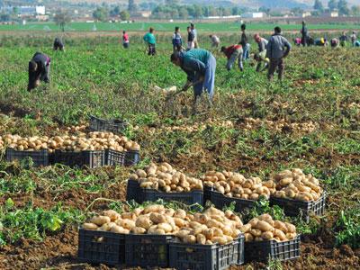 Médéa : L&rsquo;agriculture occupe 44 % de la population active de la wilaya
