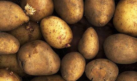 Menace sur les céréales et la pomme de terre, L’agriculture dans une mauvaise passe