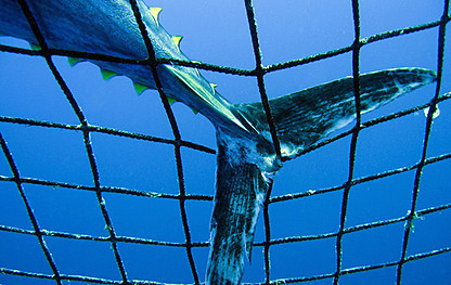 Nouveau report du jugement de l’affaire de pêche illicite de thon rouge à Annaba