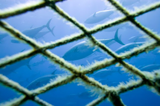 Pêche illicite de thon rouge : des peines de 5 à 8 ans de prison requises à Annaba