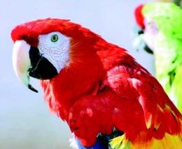 Aéroport de Sofia : 107 perroquets «sans papiers» interceptés