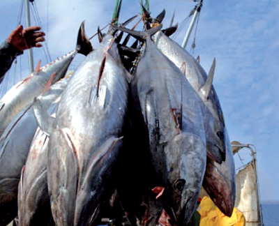 Affaire du thon rouge : Trois ans de prison et des amendes de plus de 800 milliards