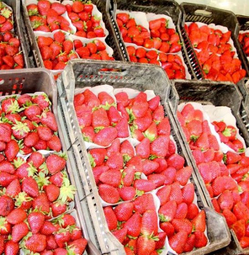 La fraise abondante mais plus chère