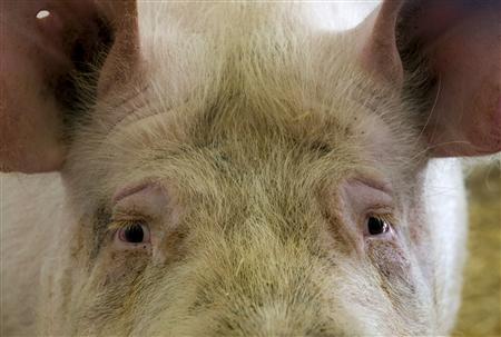 Le retour de la grippe porcine ?