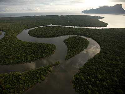 [Magazine] 123 nouvelles espèces animales découvertes sur l’île de Bornéo