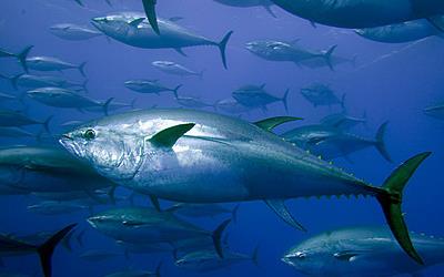 Pêche « miraculeuse » à Collo : six tonnes de thonine en une seule prise